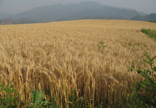 中禾恒粮全麦面粉由山麦子加工而成,因为山上的谷物种植讲究回茬,所以
