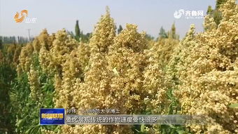 理论亩产700斤 黄金谷物 藜麦在山东规模化试种成功