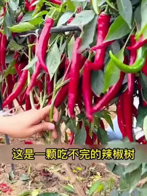 种草 实用好物 三农 质量杠杠的好 一颗可以种在阳台上的辣椒