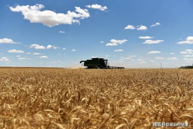 产量仅次于中国,印度想成为世界头号小麦出口国_谷物_粮食市场_种植