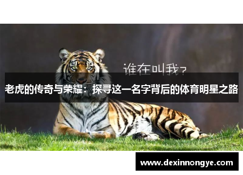 老虎的传奇与荣耀：探寻这一名字背后的体育明星之路